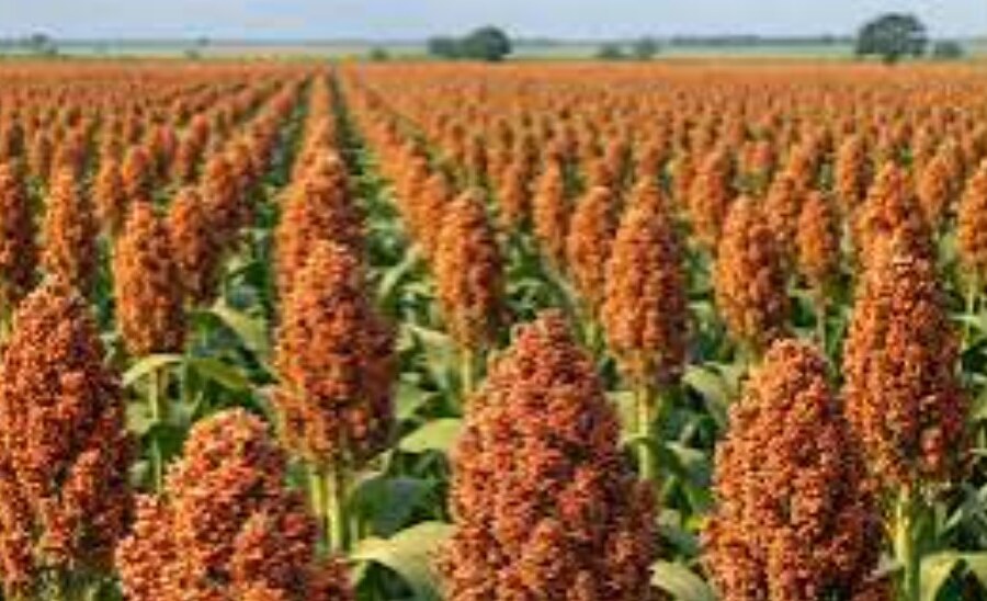 Lavoura de sorgo
